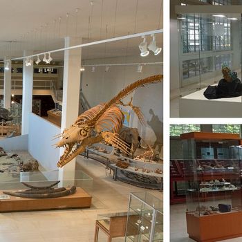 The "Palaeontology & Geology" and "Mineralogy & Petrology" Museums welcome members of the university community [01-02/06/2024]